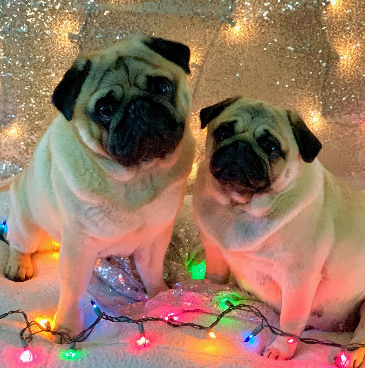 Litter and Pricing Info — Anza Pugs