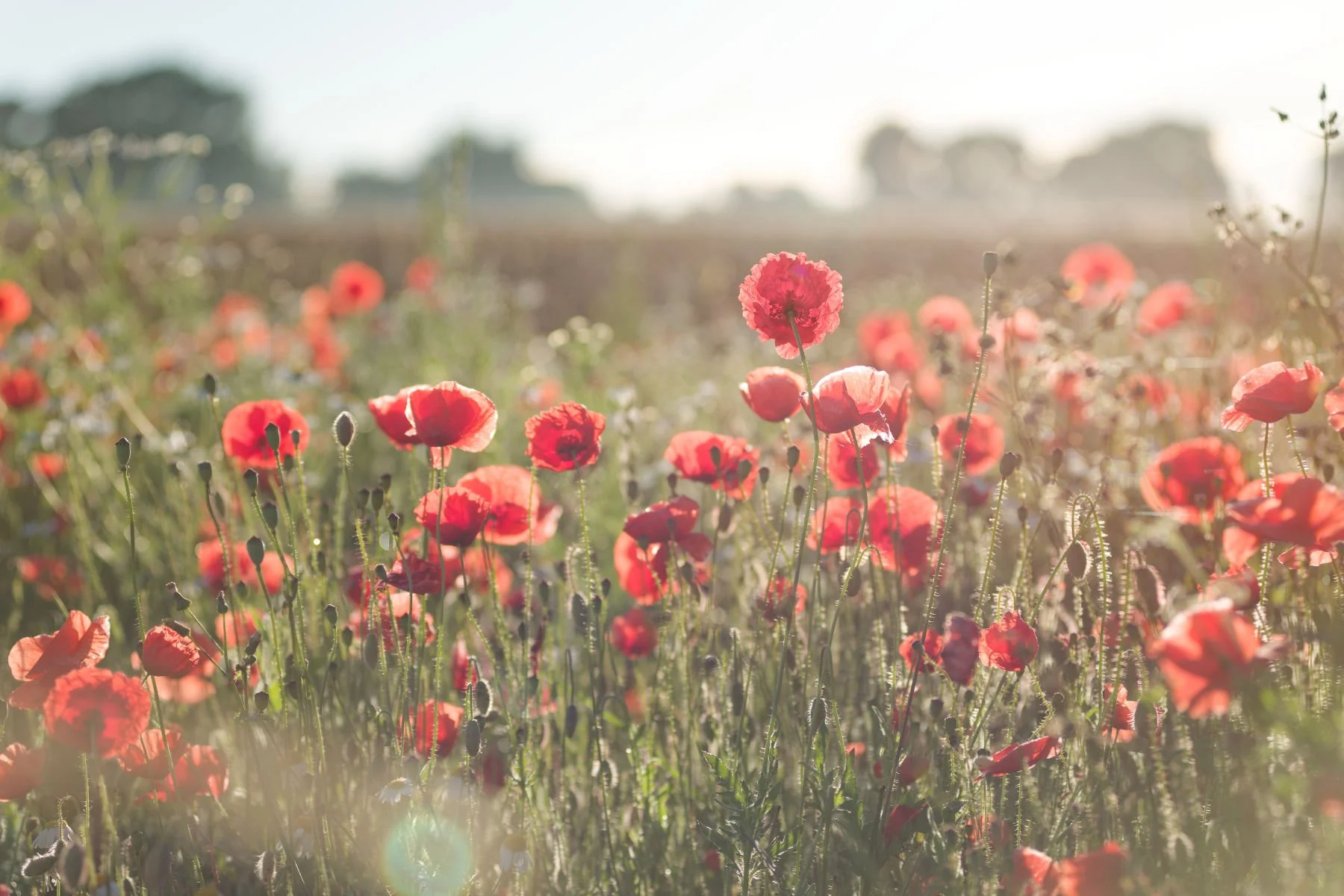 24 Tips for Fantastic Flower Photography