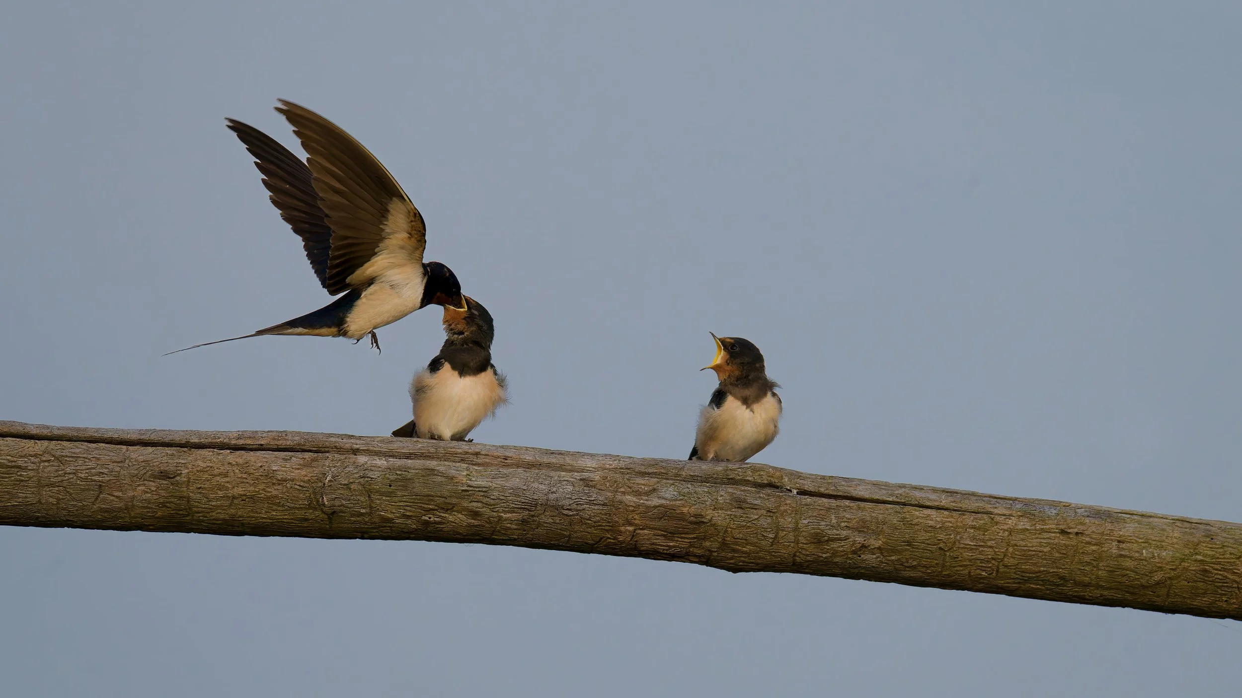 Swallows resized_DxO.jpg