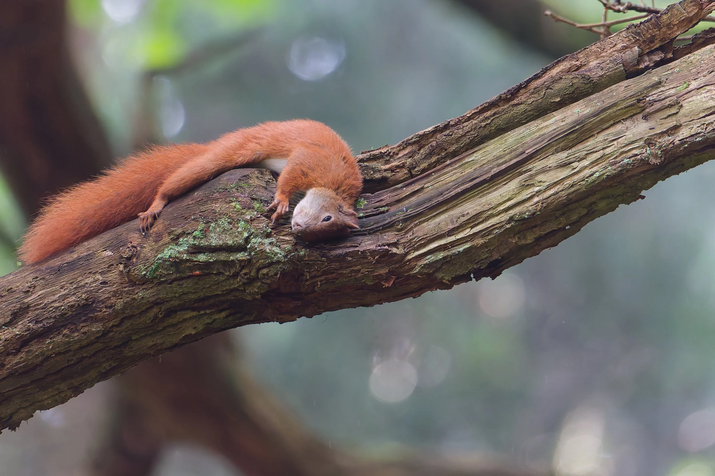 Squirrel Resting on Branch_DxO.jpg
