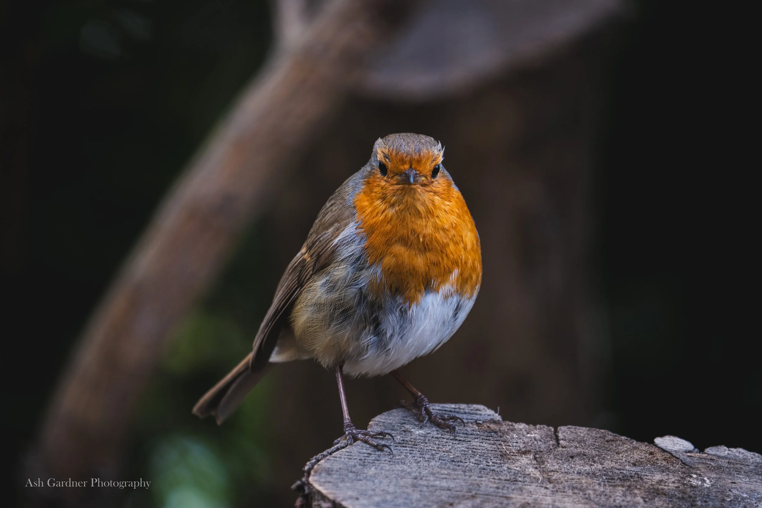 DSCF5034-2.jpg