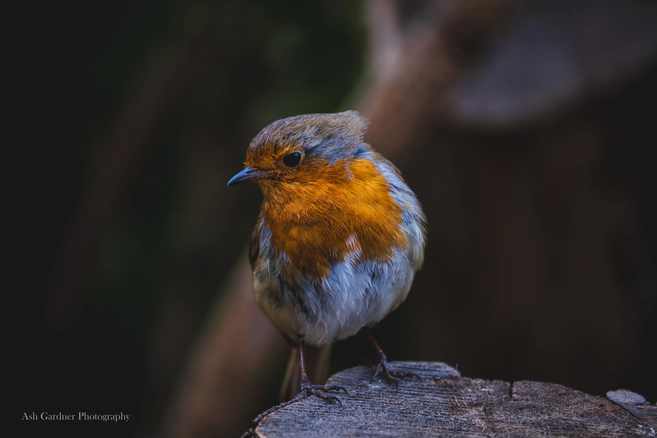 DSCF5052-2.jpg