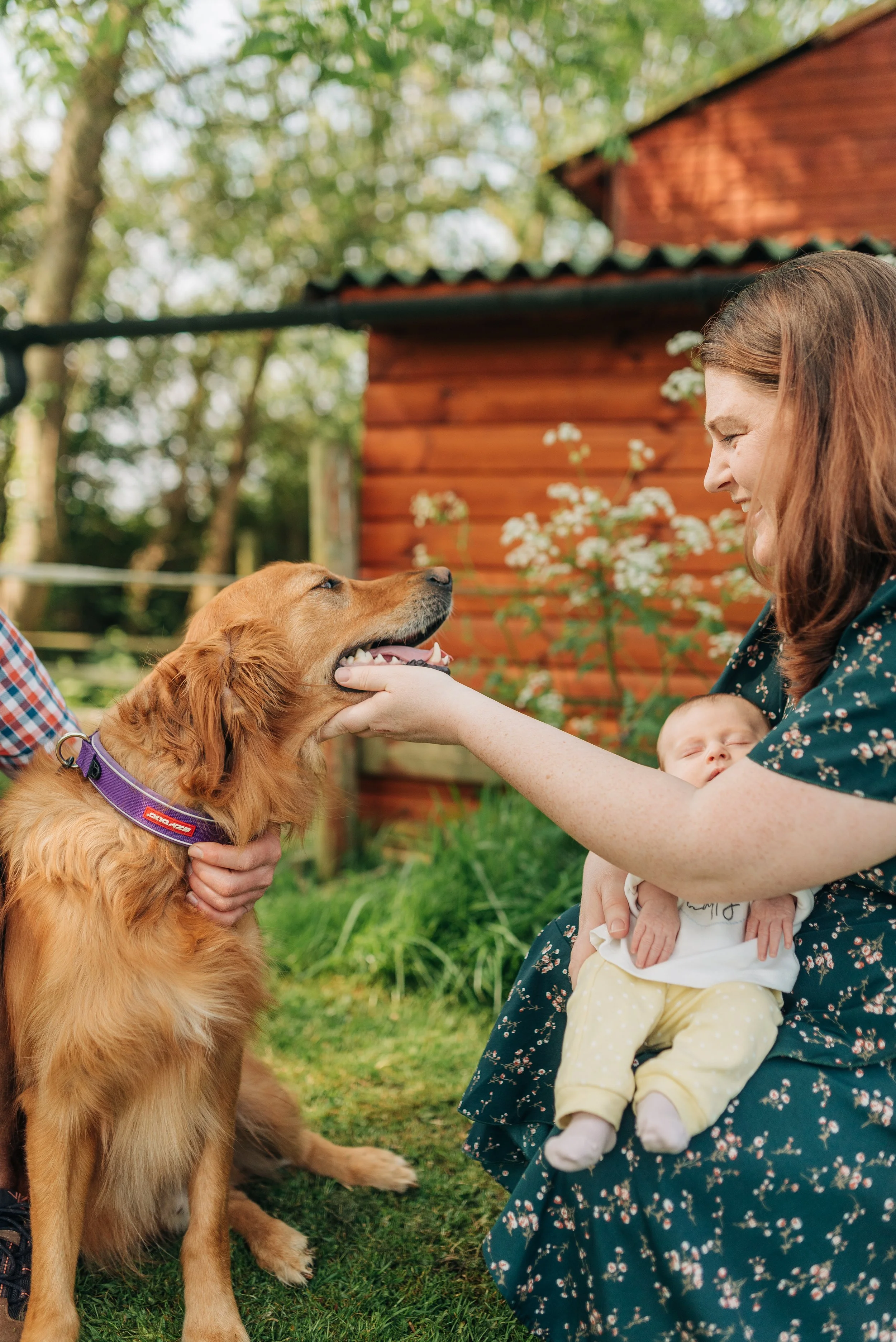 Norfolk Family Photographer.  A woman holding a sleeping baby in her lap while petting a golden retriever in a backyard with green grass and trees.