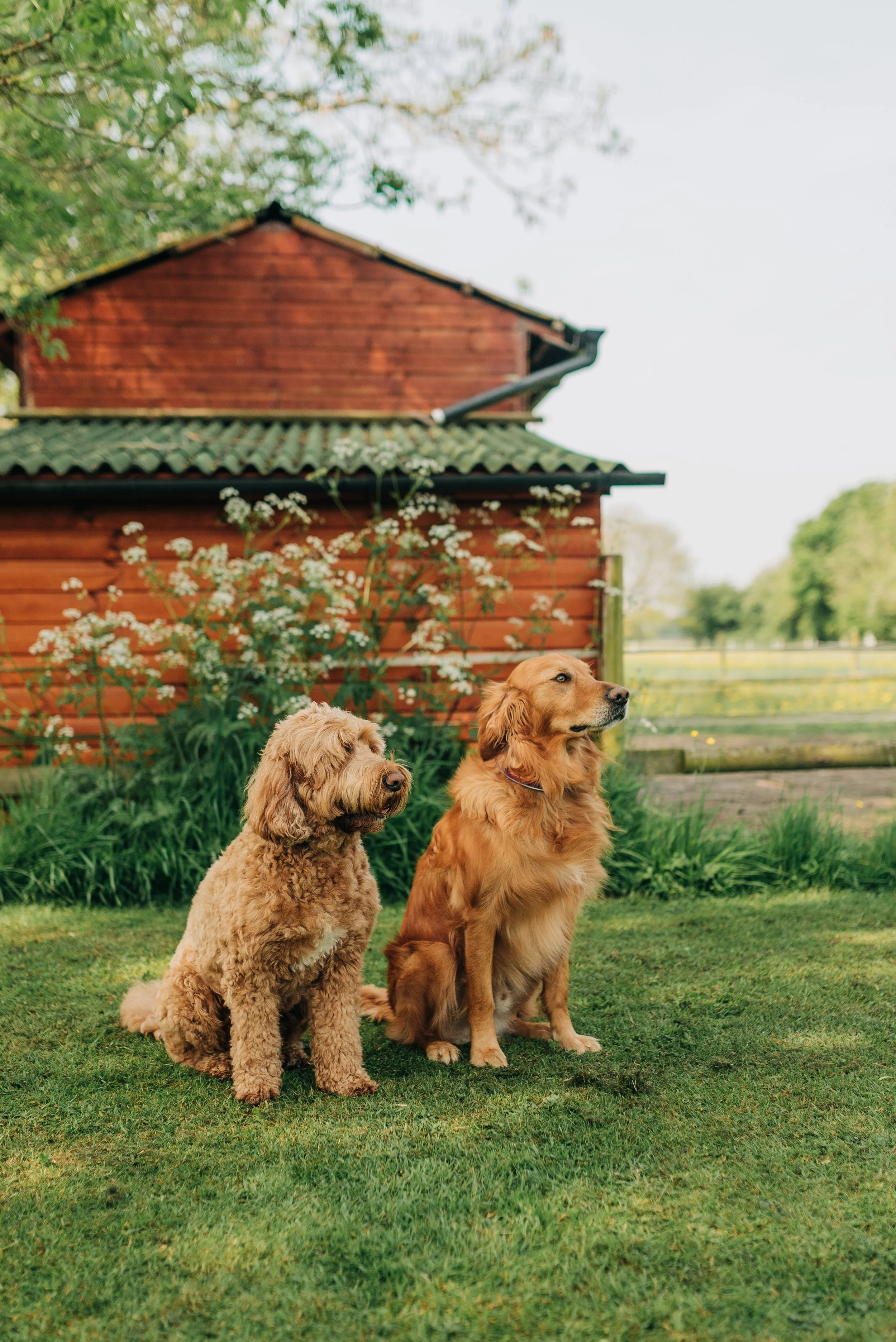 Norfolk Family Photographer.  Two dogs sitting on grass in front of a red wooden building with trees and white flowers in the background.