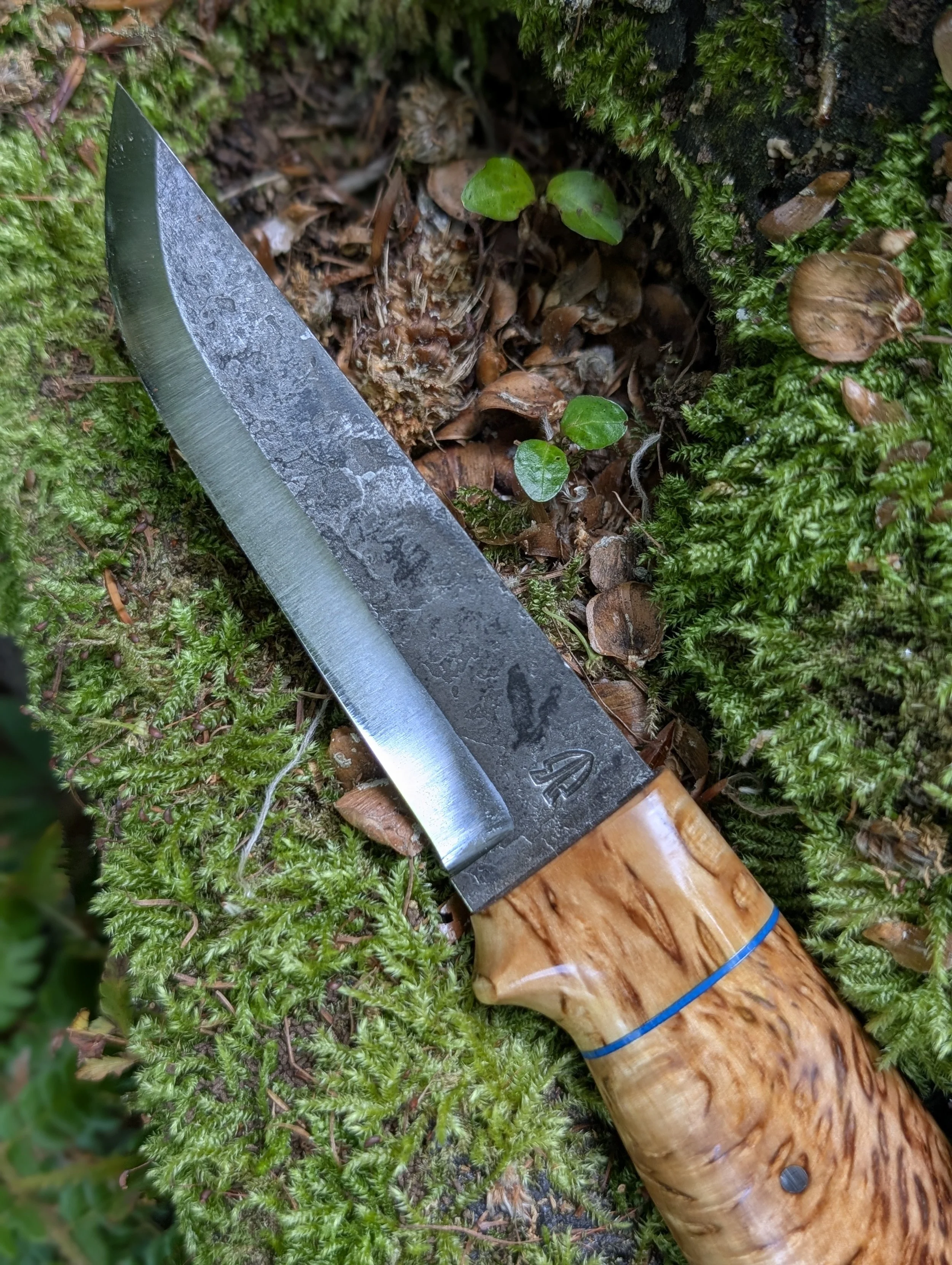 Masur Birch(1).jpg