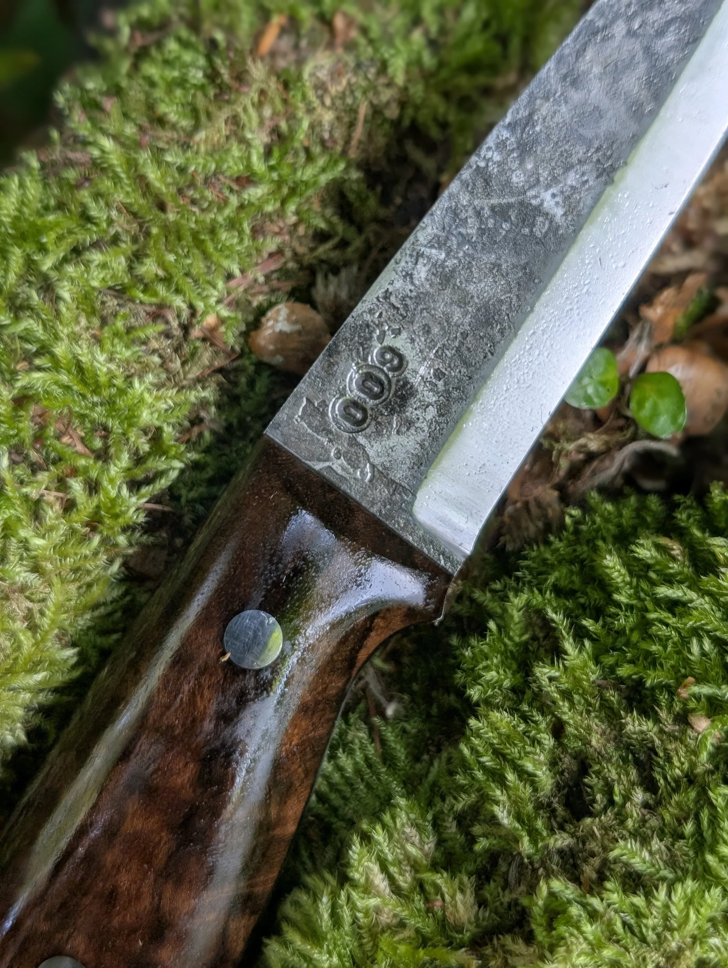 009 Walnut.jpg