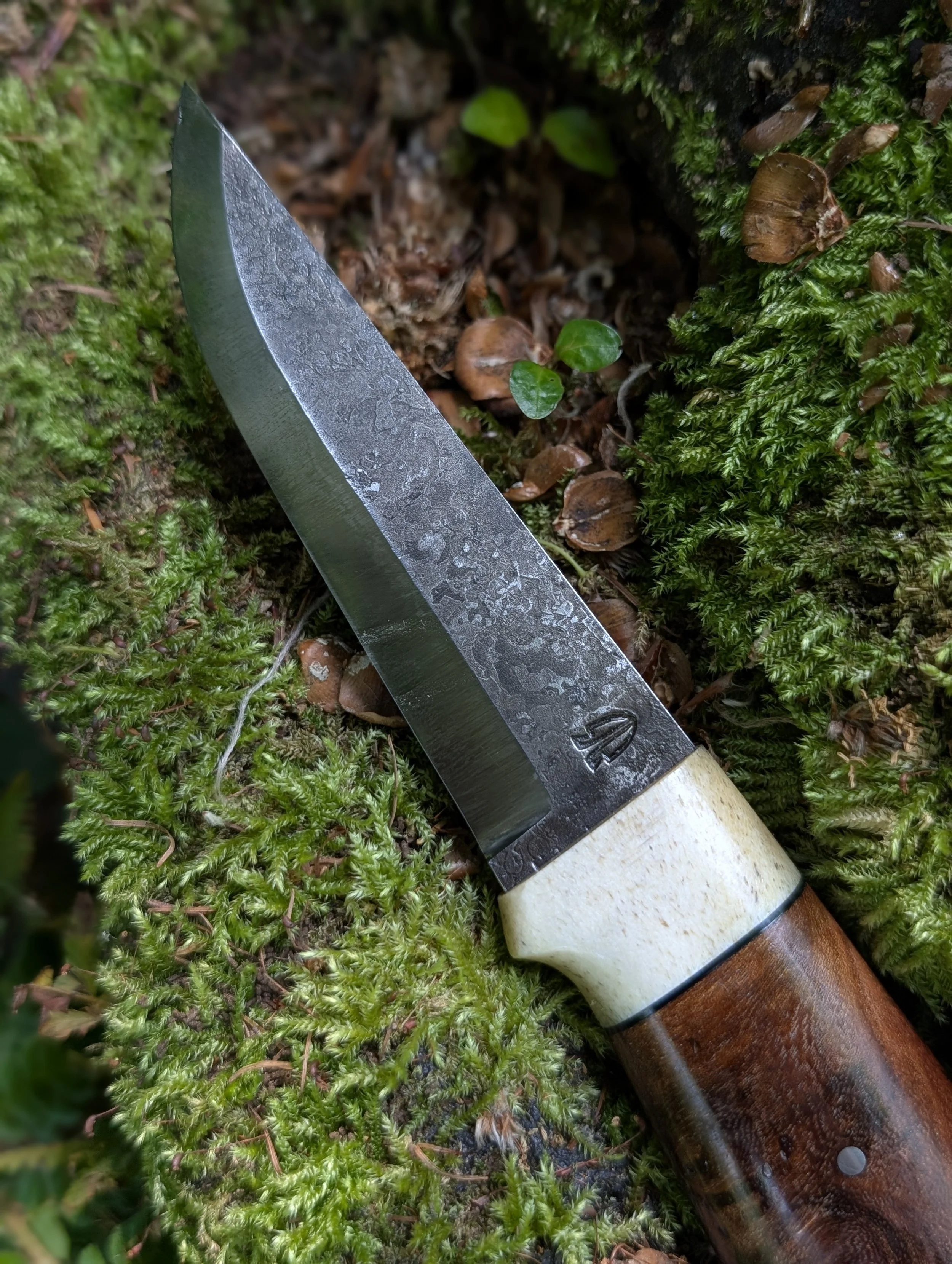 Antler and Elm 3(1).jpg