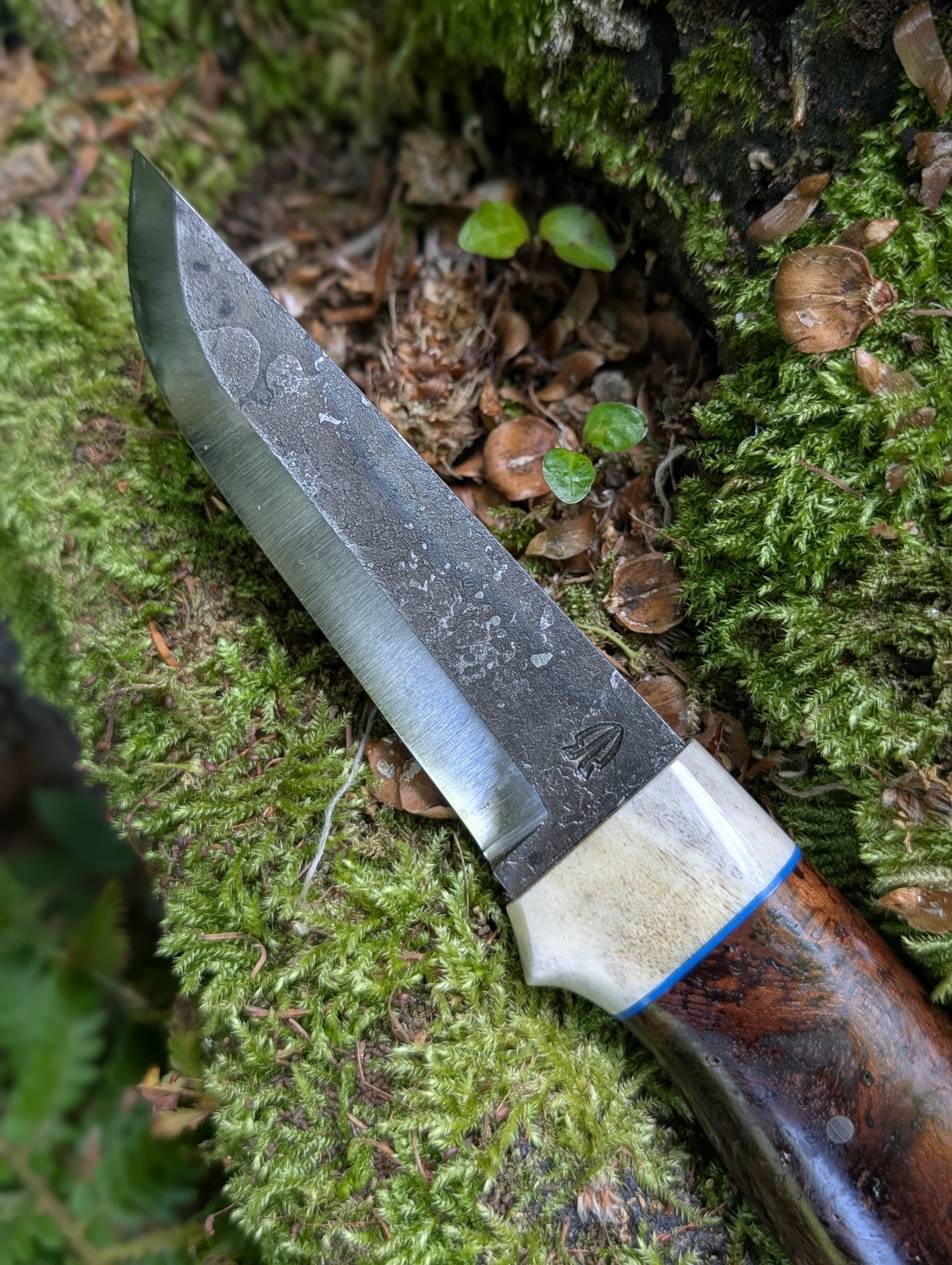 Antler and Elm 1.jpg