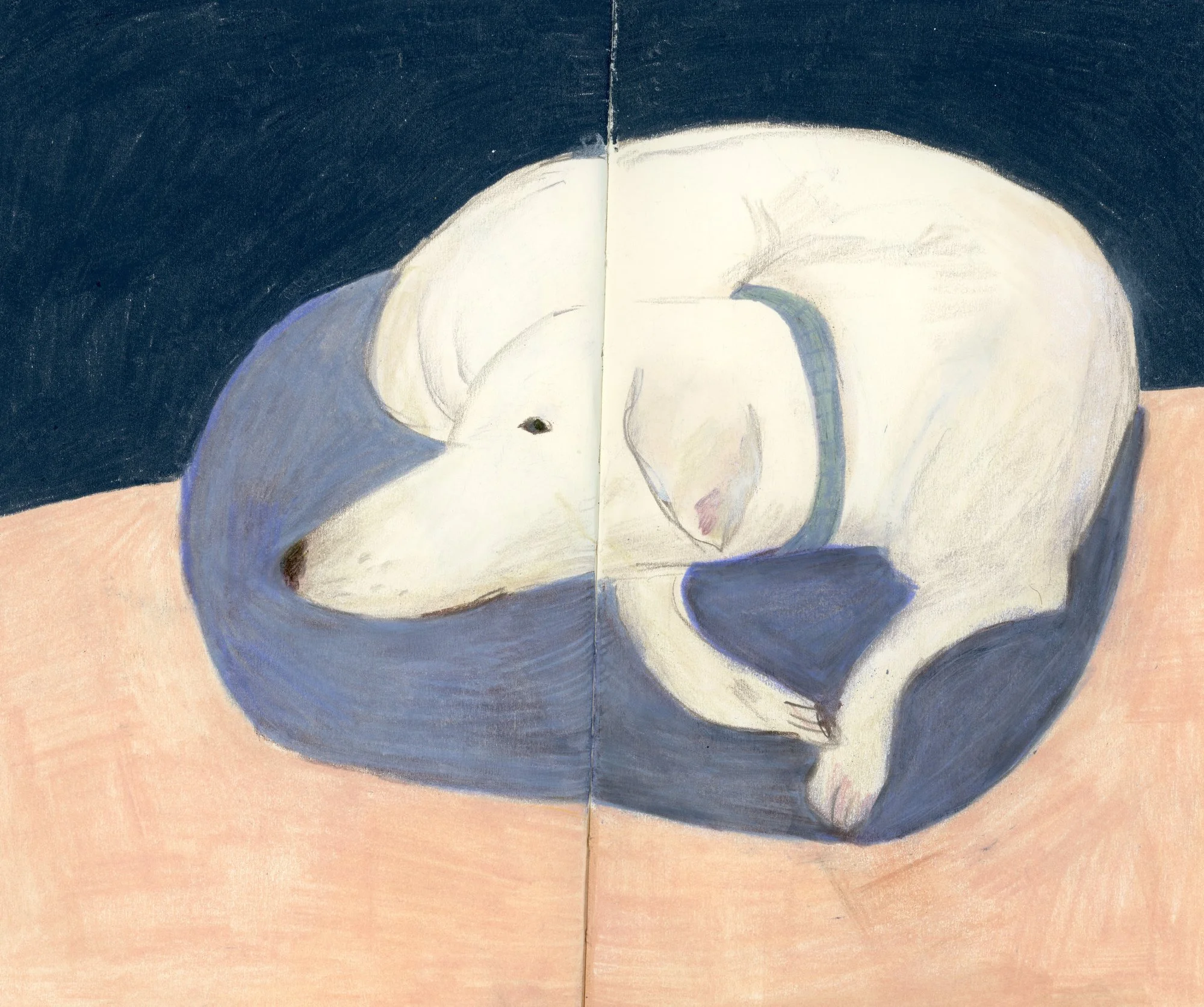 JasperCurled (1).jpg