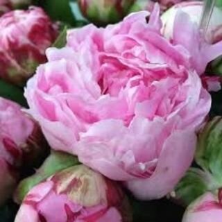 Peony season. Everyone loves peonies right they're good for the soul. Big, blousy, bold and unashamedly sugary pink.  They're been around for thousands of years and are the national flower of China (along with plum blossom). If you love them the seas
