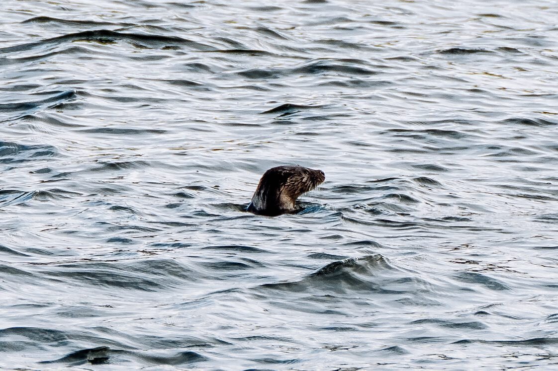 Considering that this otter wouldn&rsquo;t sit still and was like a dot in the distance and I rarely photograph animals, I&rsquo;m happy with the results.