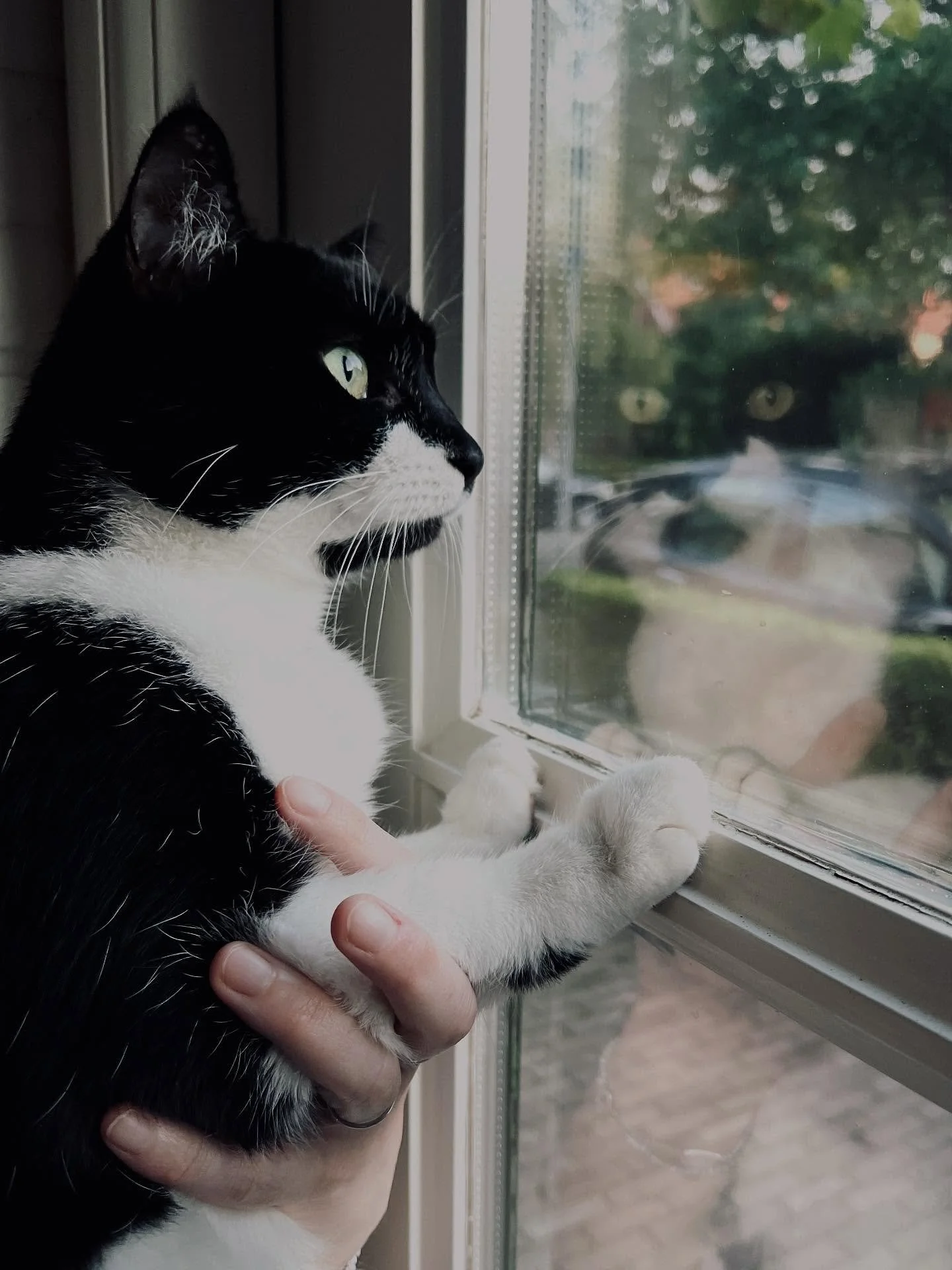 WARNING! 
This is the neighbourhood busy-body. 
You will be watched. 
You will be judged.

#expatcat #catsoninstagram #stalkercat