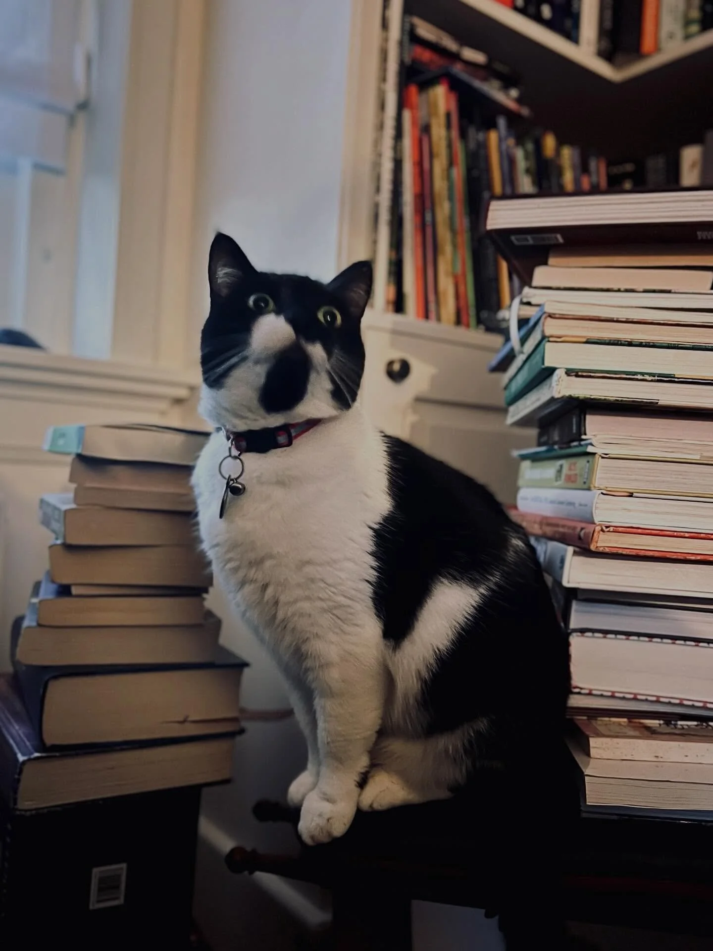 Bean&rsquo;s crazy face says it all: omg books &hellip; 

#catsofinstagram #catsofwriters  #catsandbooks