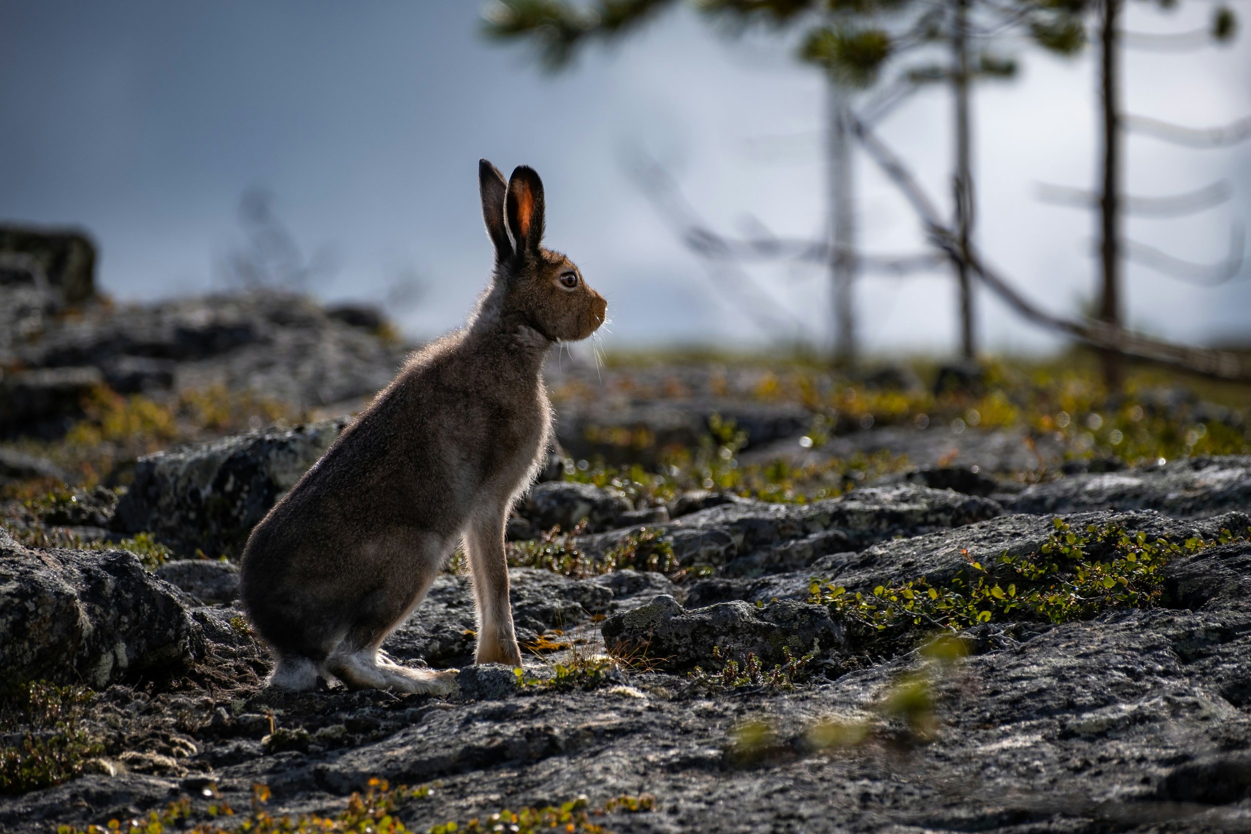Hike and wild camp across Finland’s best kept secret, Pyhä-Luosto National Park