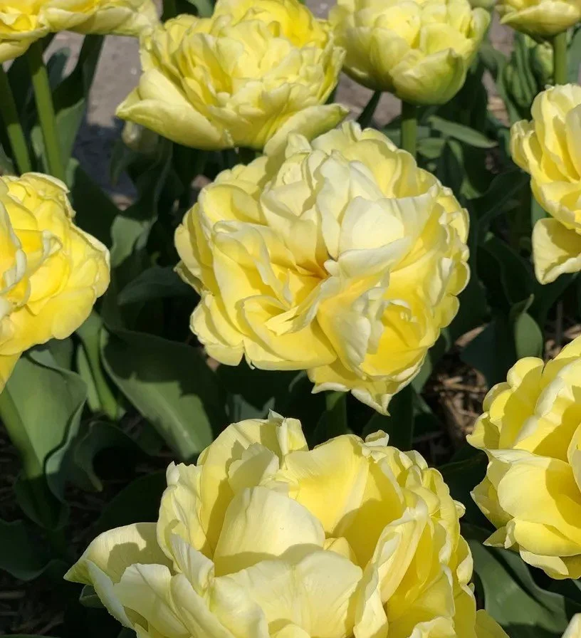 Tulip - Avant Garde