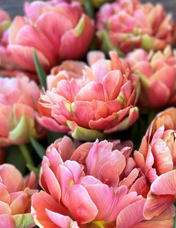 tulip-coipper-image-zoom.webp