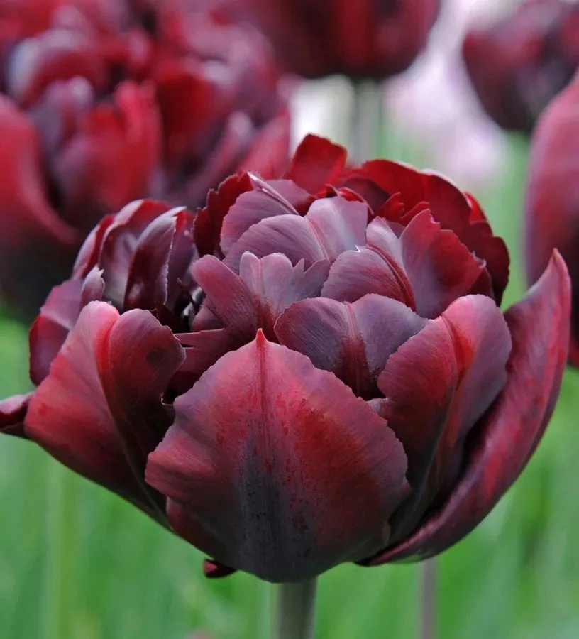 Tulip - Palmyra
