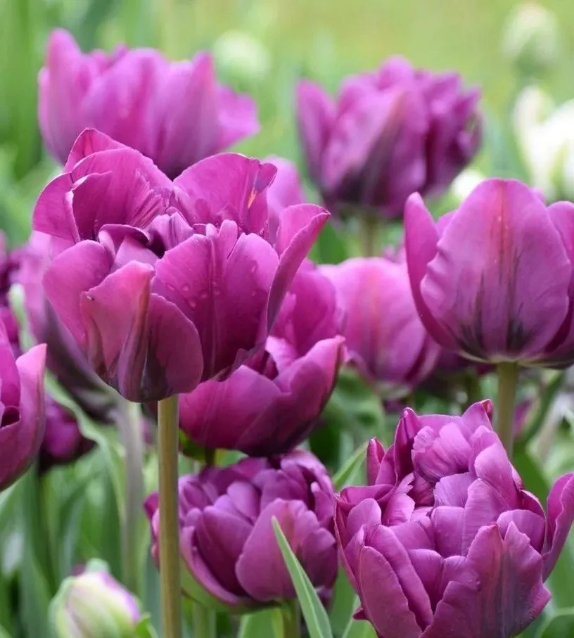 Tulip - Negrita Double