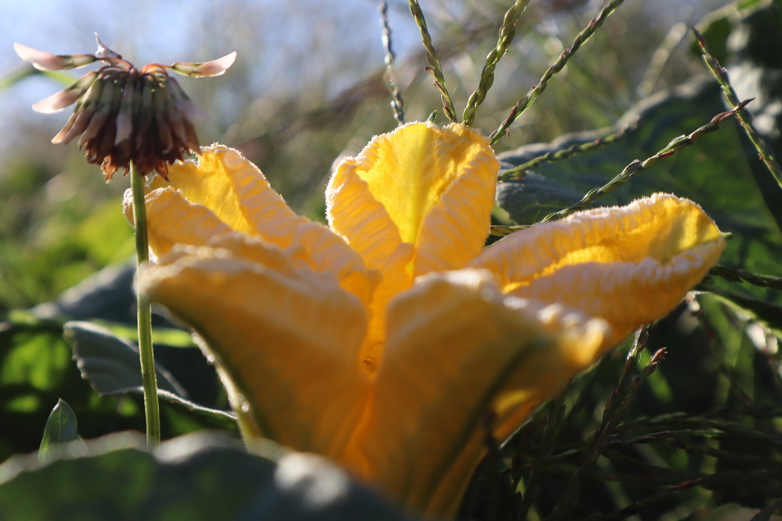 land squash blossom.JPG