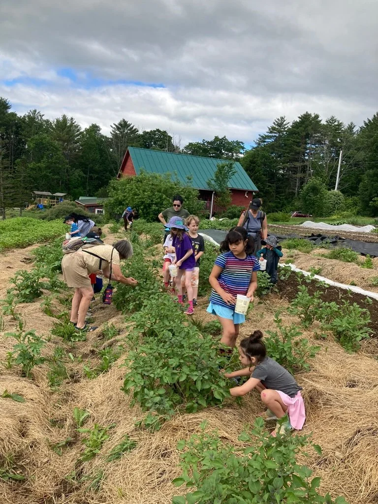 homeschool garden.jpg