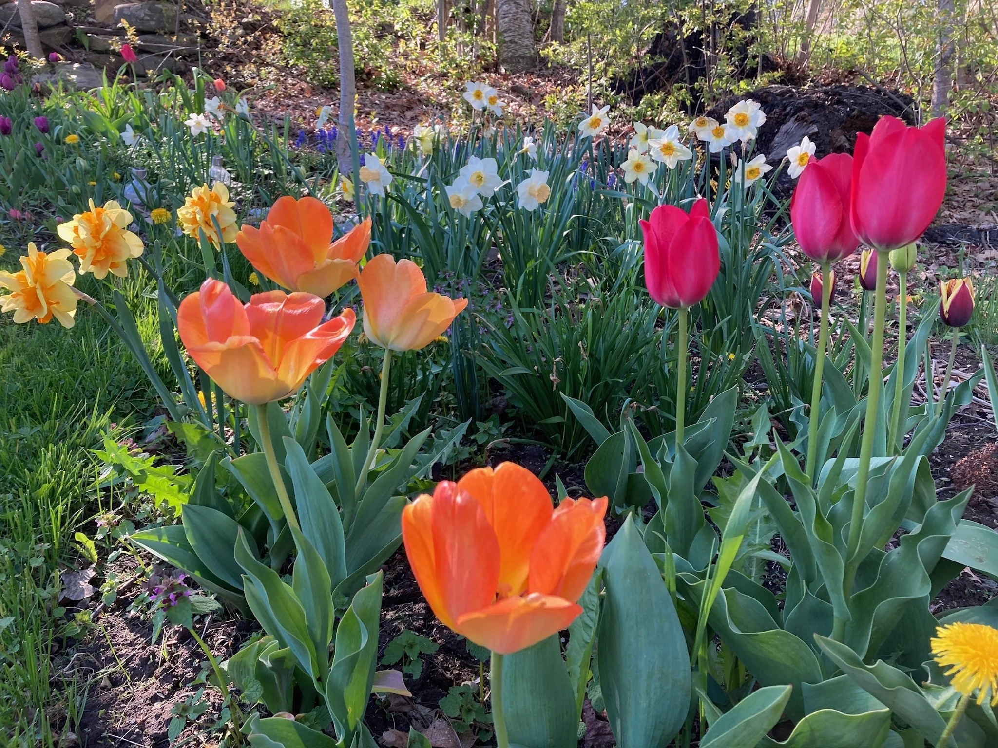 Welcome to Summer at Orchard Hill!