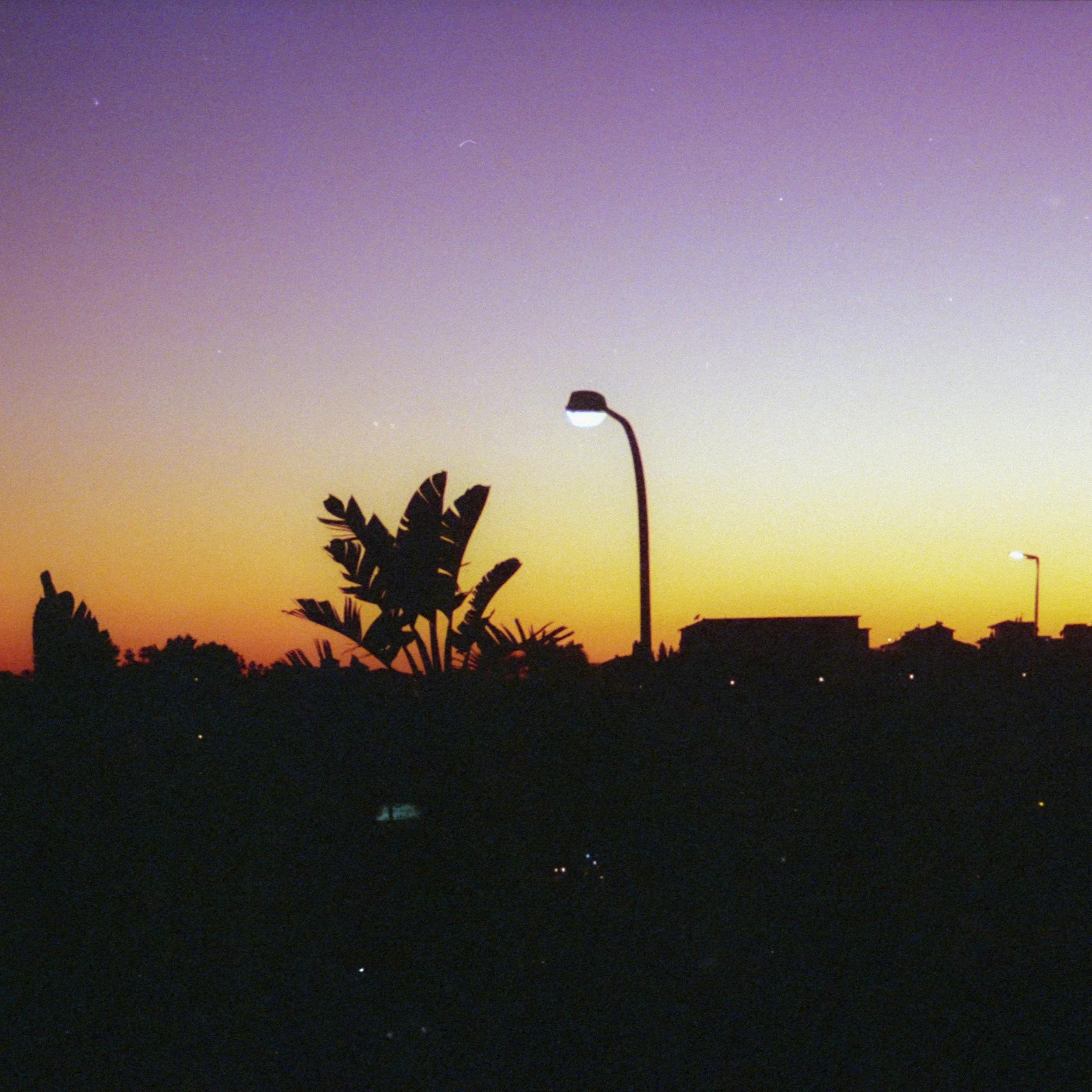 palm tree artwork analog photography