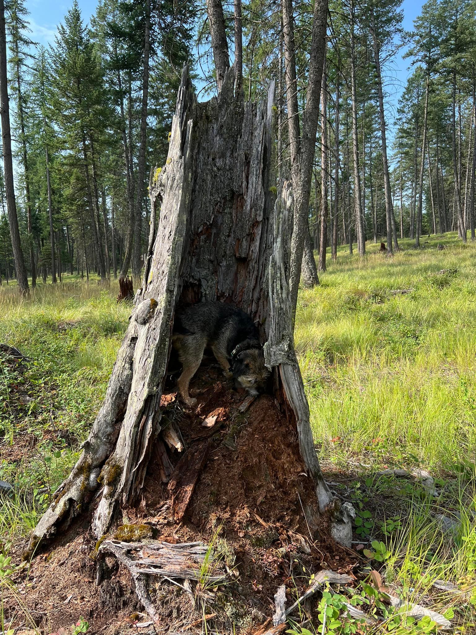 Spot the Border Terrier having a blast on his piece of heaven!