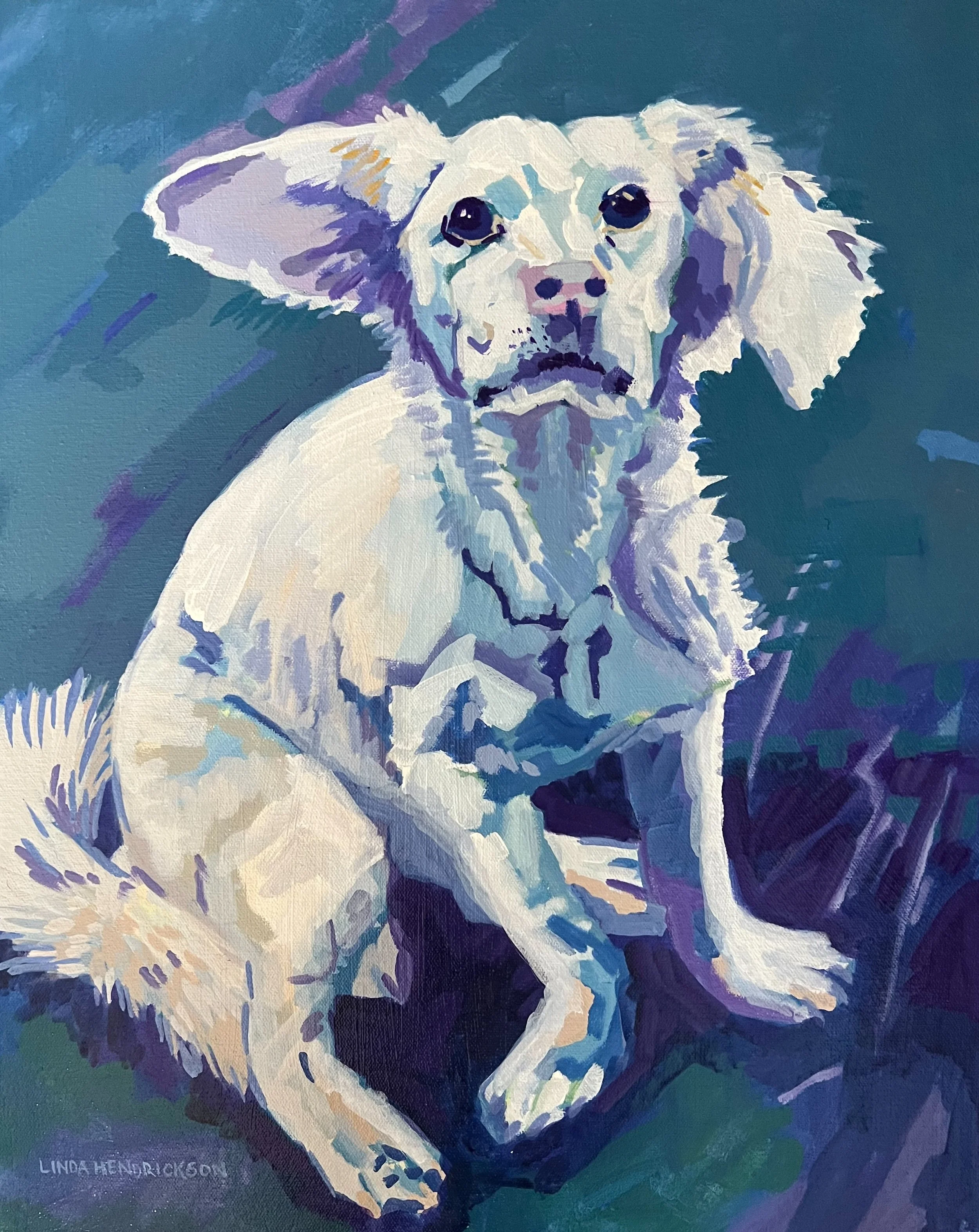 Pet Portraits