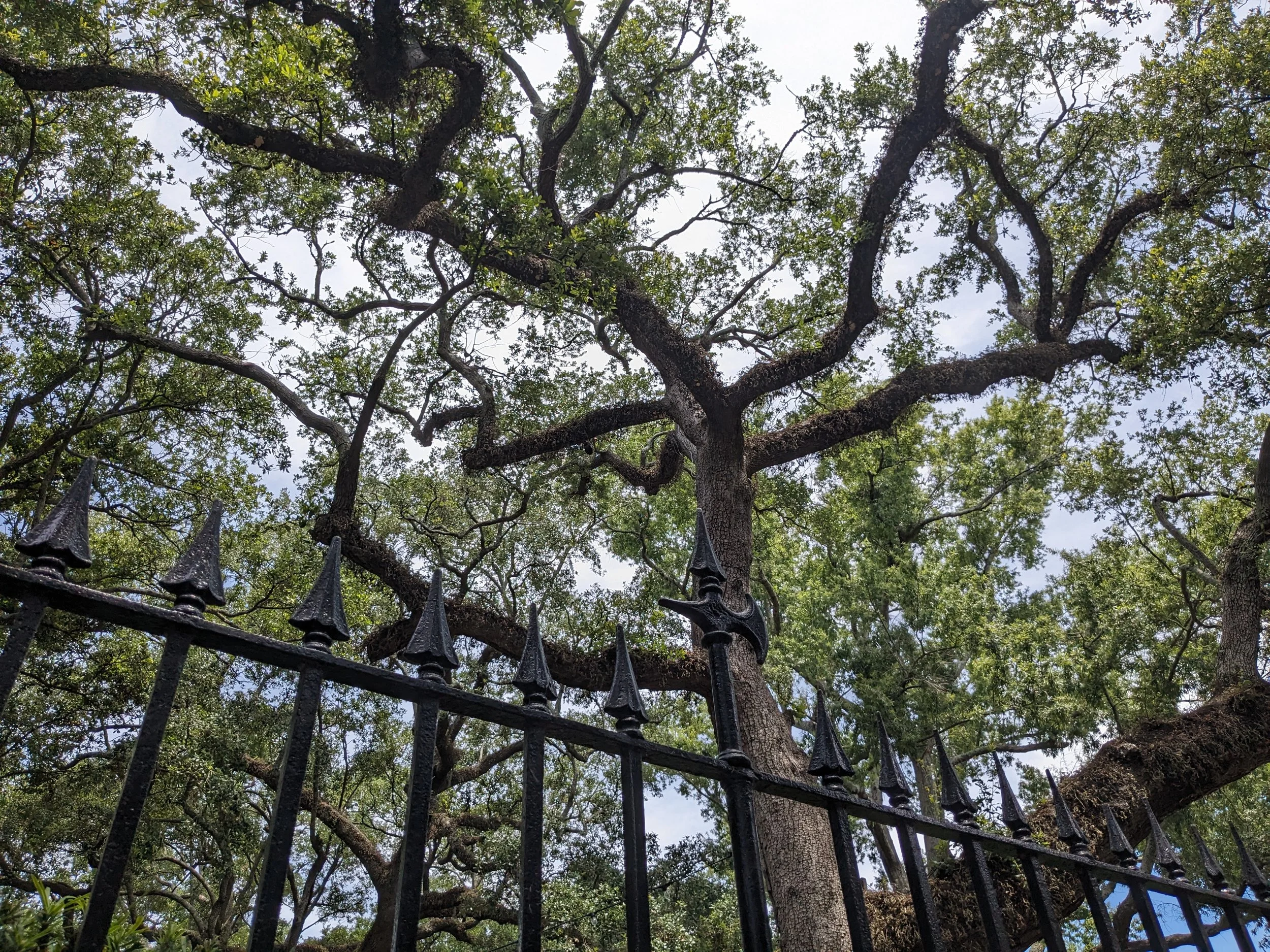 Charleston, SC Southern Oaks