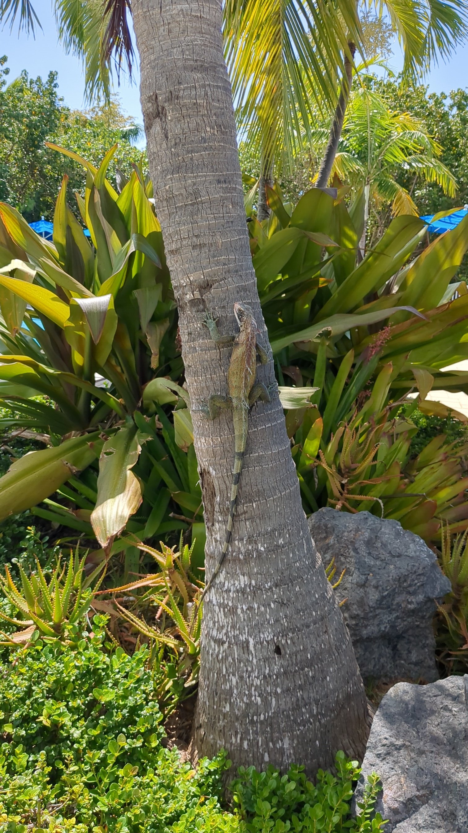 Iguana climbing a tree on the beach