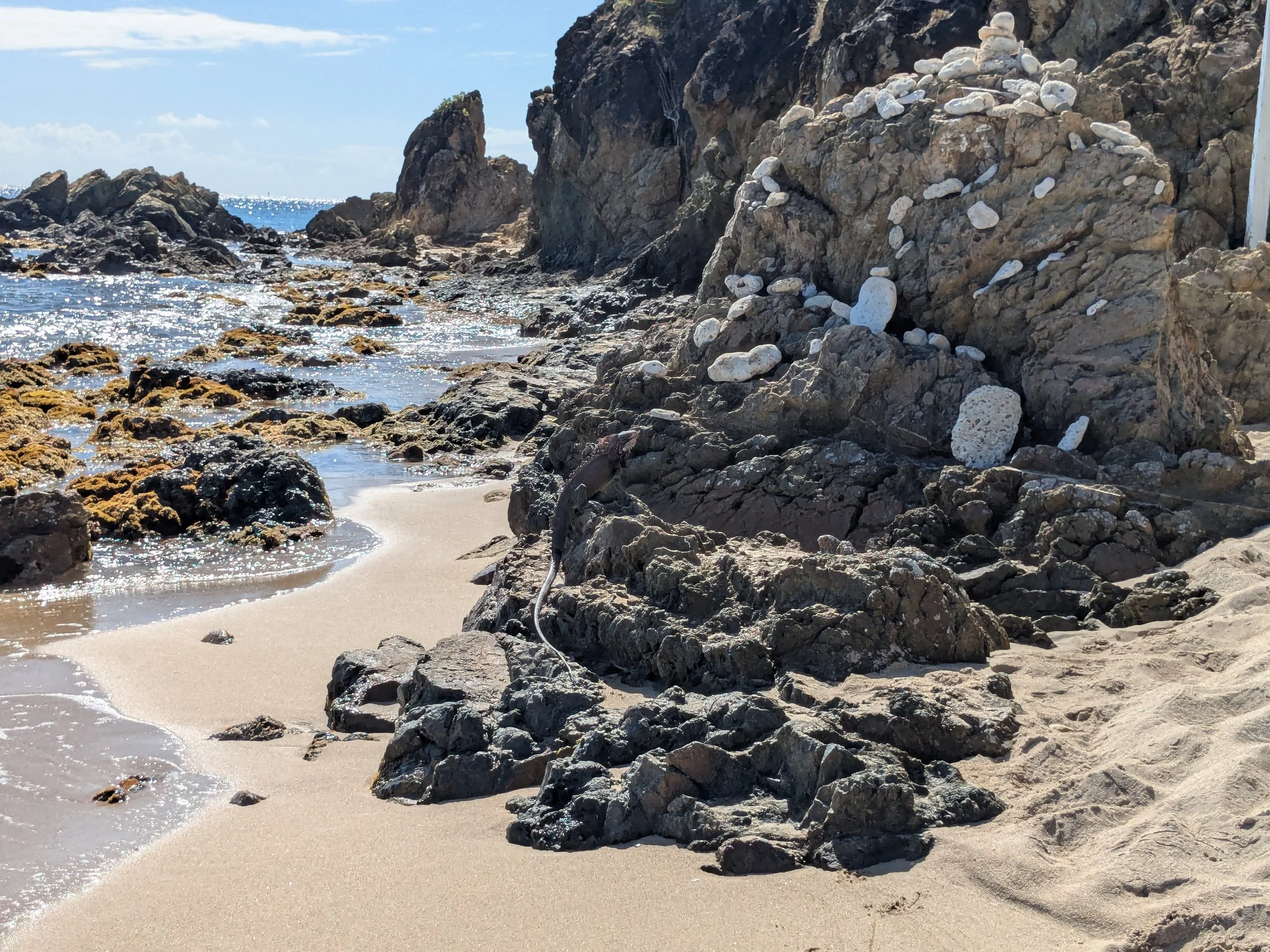 Camouflaged Iguana on rock outcroppings on the beach