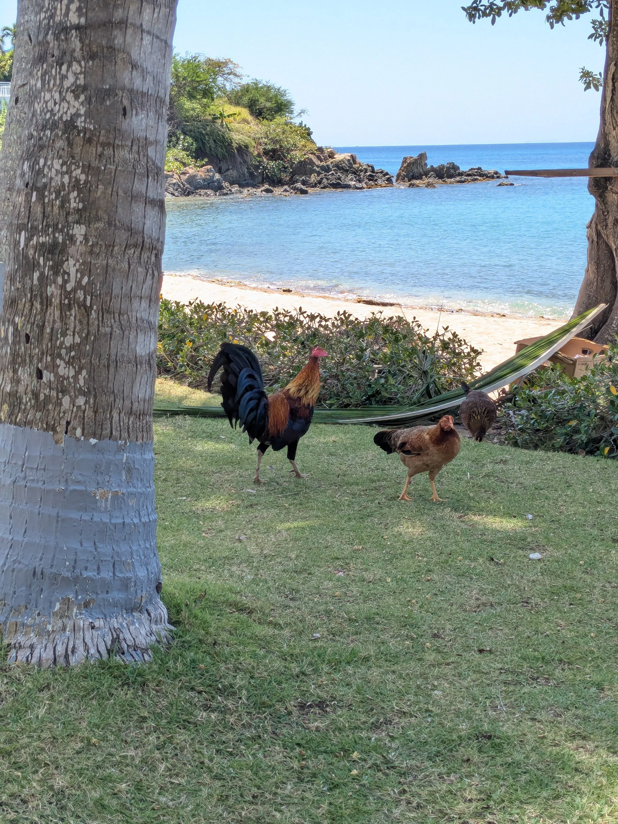 Chickens on the Beach
