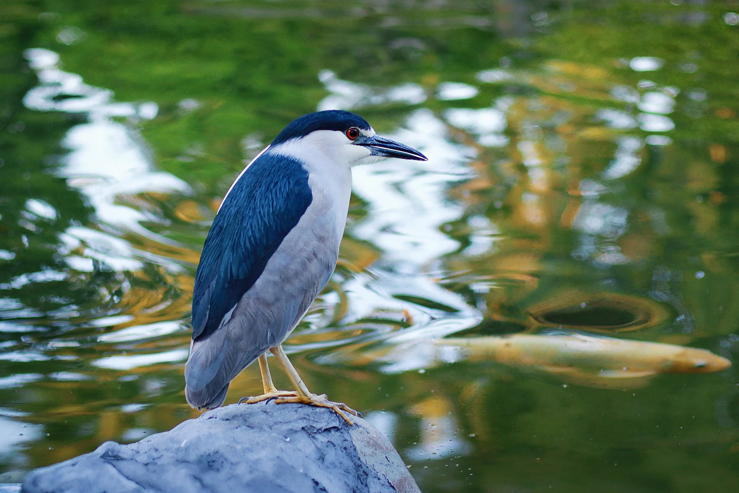Black Crowned Night Heron & Koi Fish (2018)  Gaithersburg, Maryland