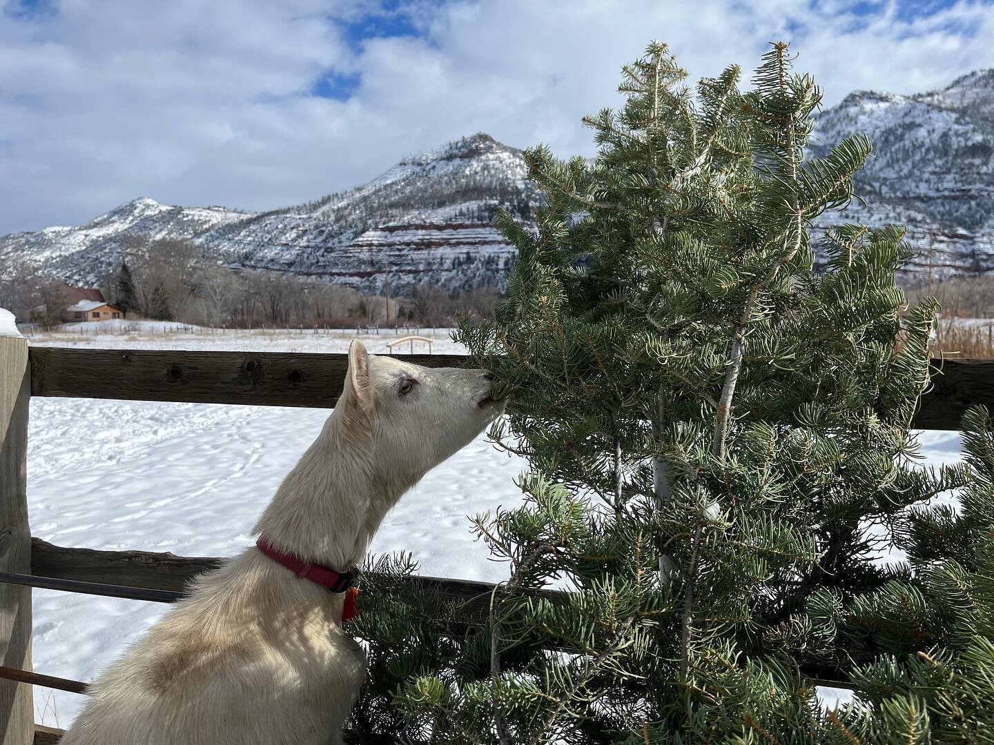 We loooooove our Christmas trees! Nom nom nom! Thank you to everyone who has contributed! If you&rsquo;d like to take part in our Christmas Tree Removal Service and live in the Durango area, shoot us a message on Instagram or Facebook! We charge $20 