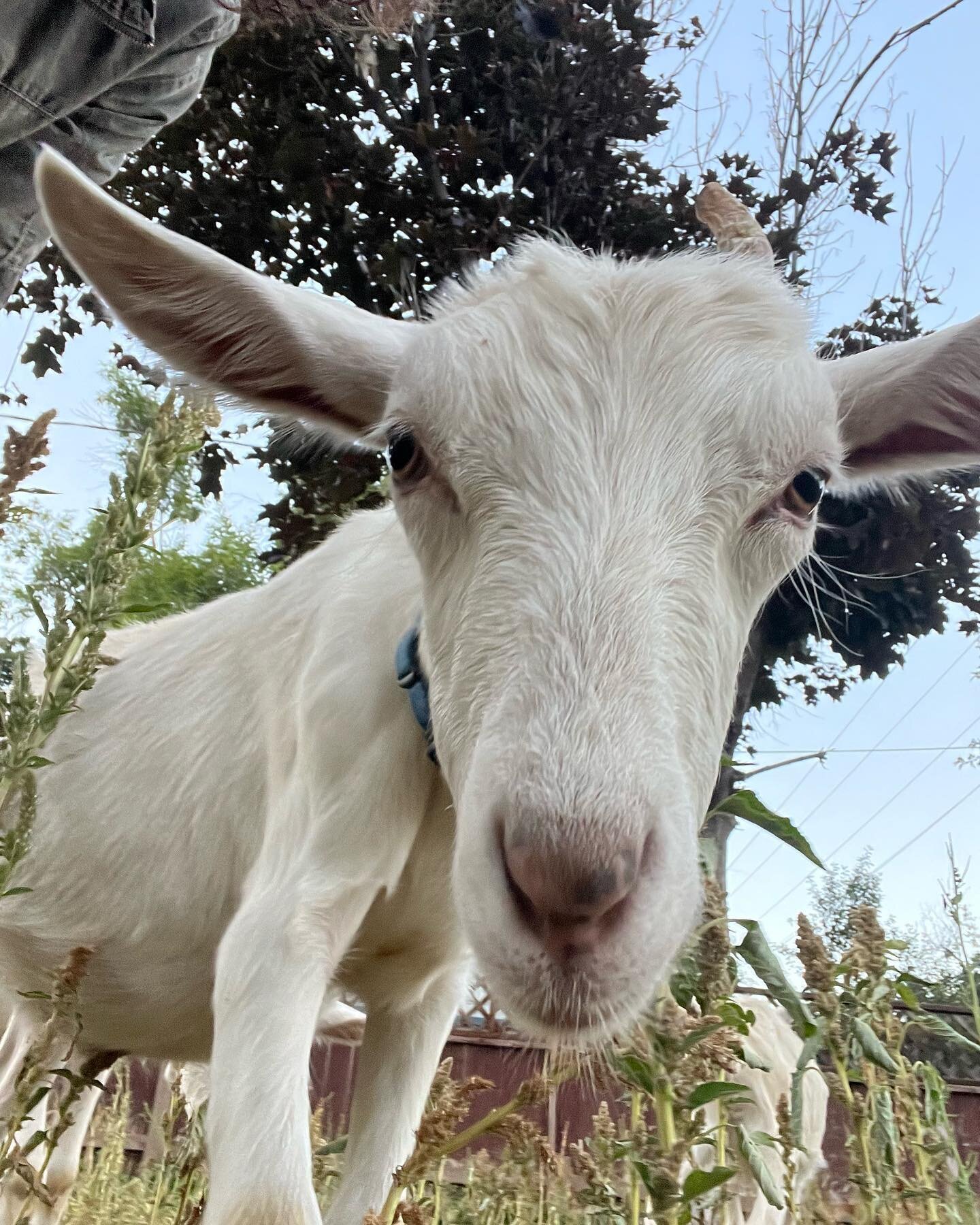 Hello DuranGoats fans! Meet Barge! Barge is a big sweetie. He&rsquo;s one of the top dogs and cool cats of the goat herd. He likes to boop with his nose and to go nomnomnomnom aaall the way home.