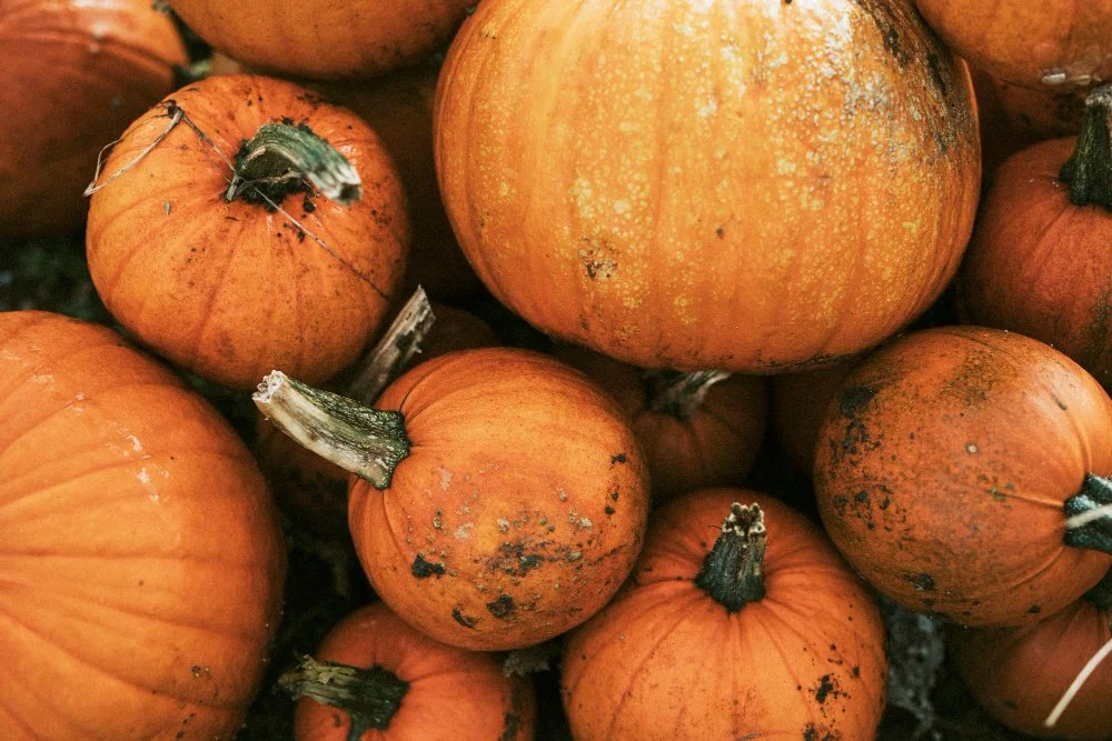 Pumpkin Patch