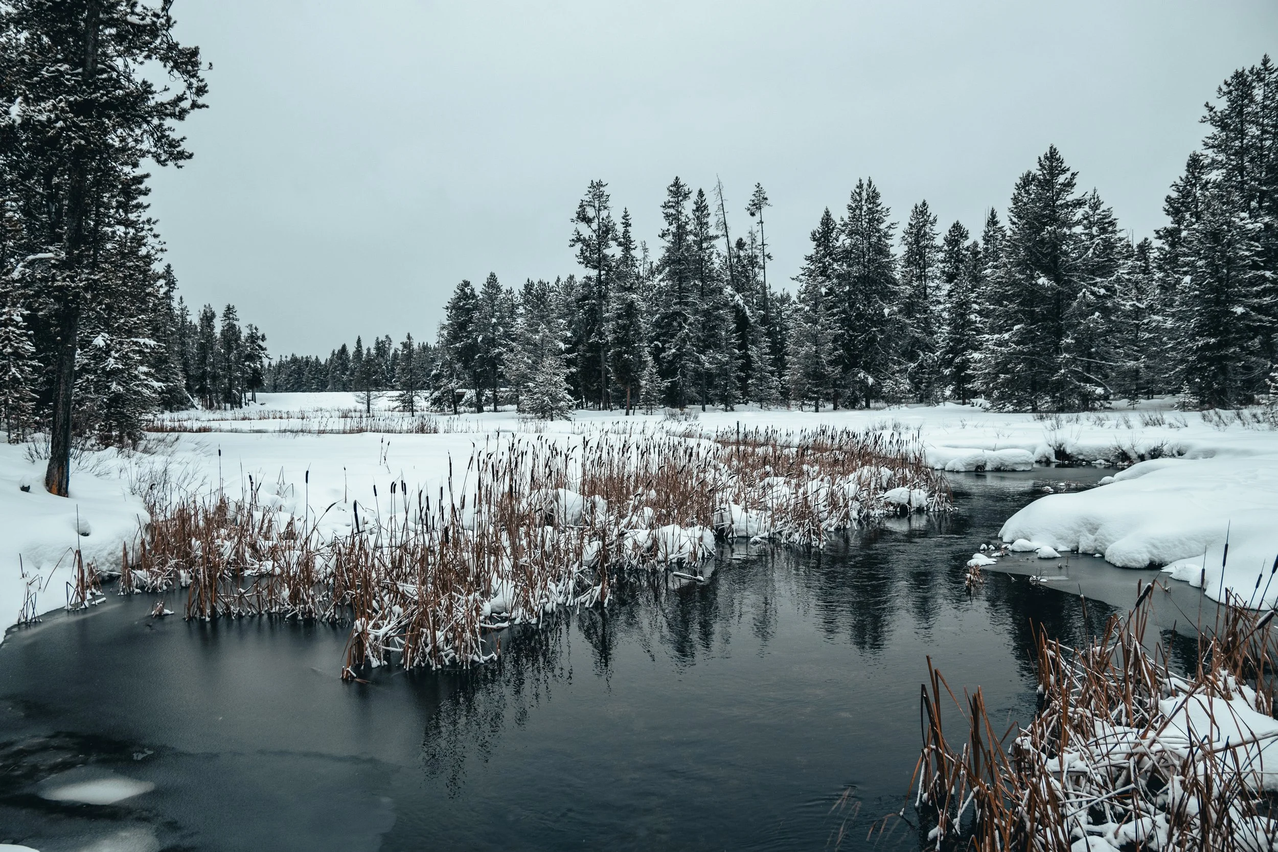 Snowy landscape with trees, a narrow river, and frozen reeds.