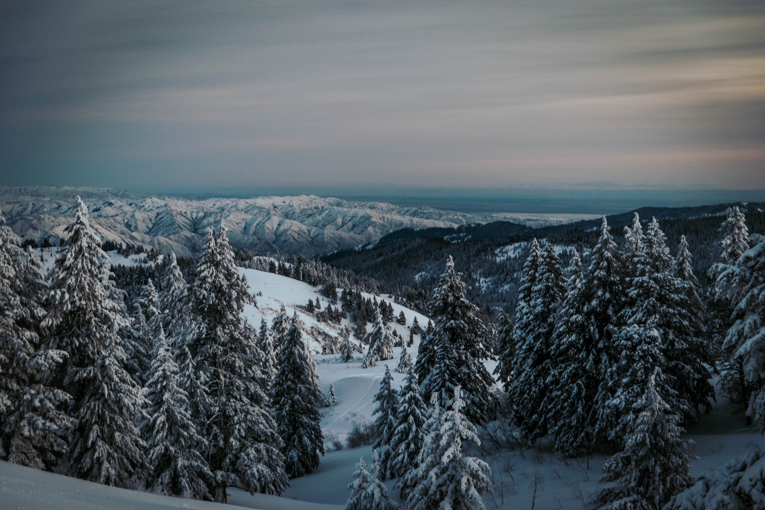 Snow-covered forest with pine trees overlooking distant mountains at dusk.