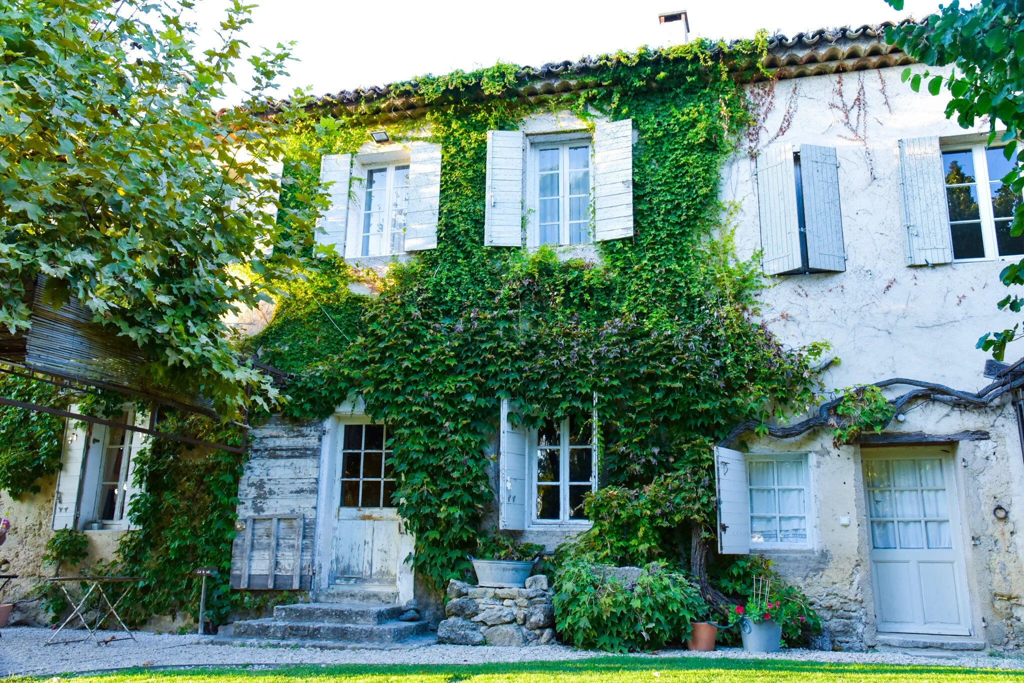 An old house covered with green vines, white wooden shutters, and surrounding trees in a garden.