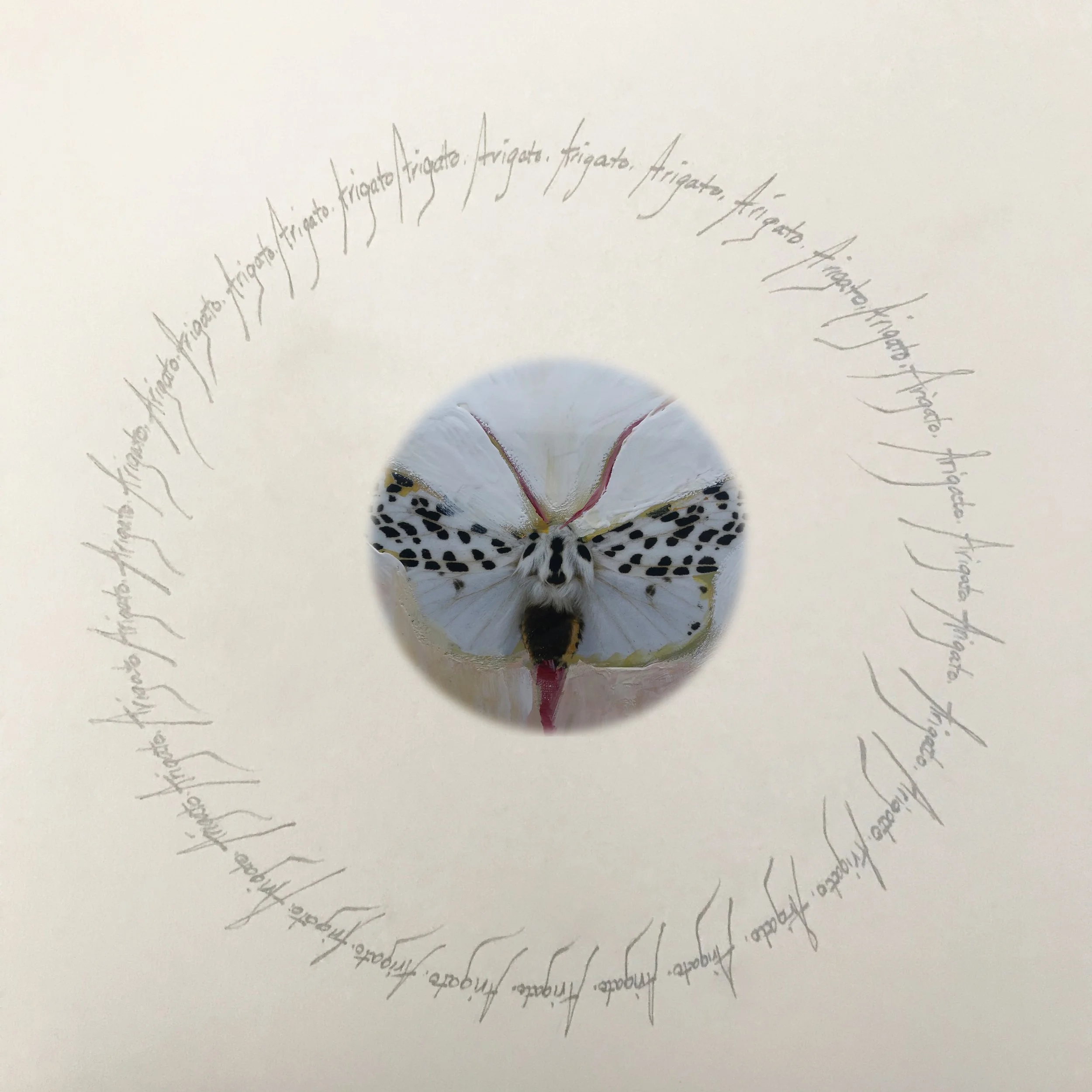 "Moth of gratitude" arigato in silver ink with painted moth