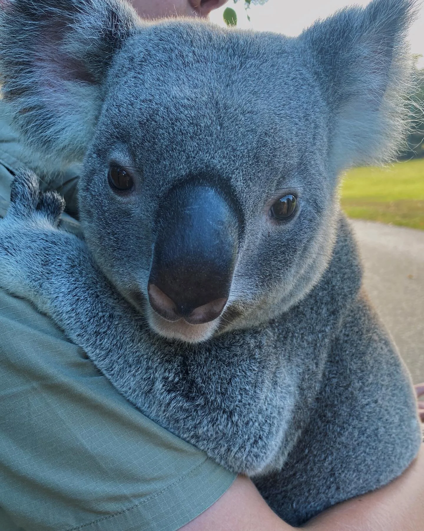oh to be held like a koala to a branch (last swipe)
