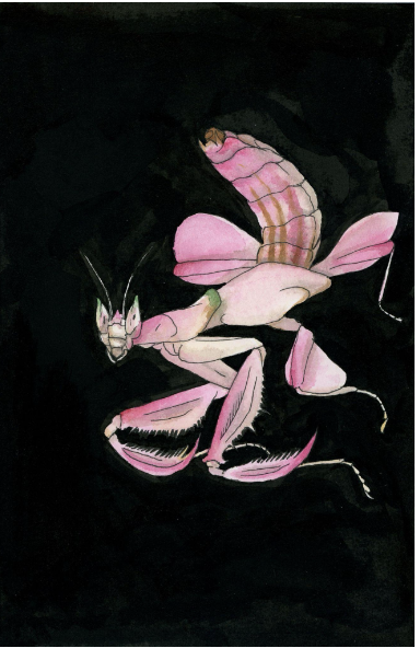 Orchid Mantis in the Void - Amber Andersen, $245