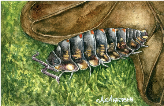 Common Woodlouse - Amber Andersen, $195