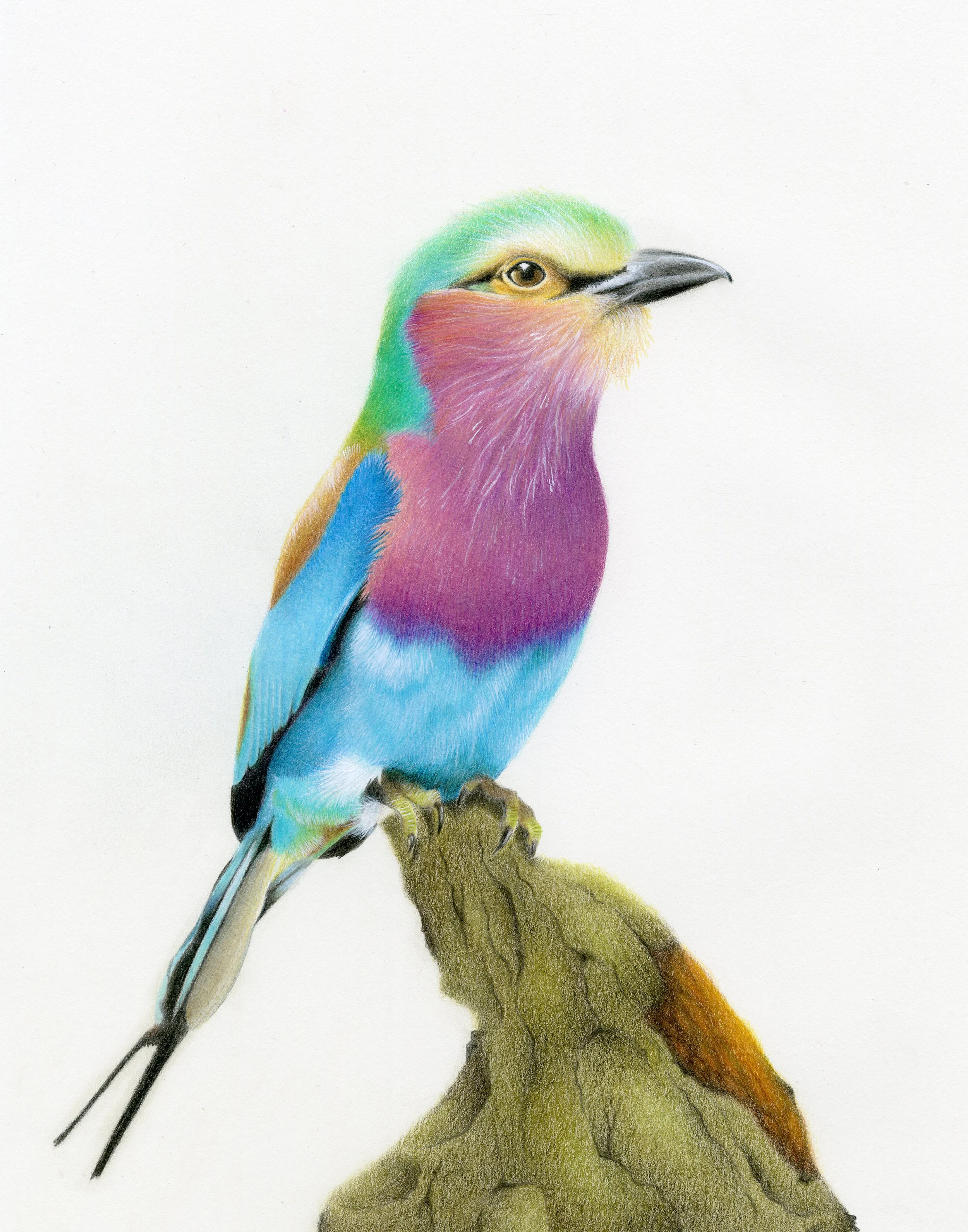 Lilac-Breasted Roller - Lilly Klontz, 20.5x22.5, $1,575