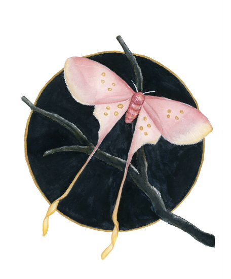 Eudaemonia argus - Amber Andersen, $395