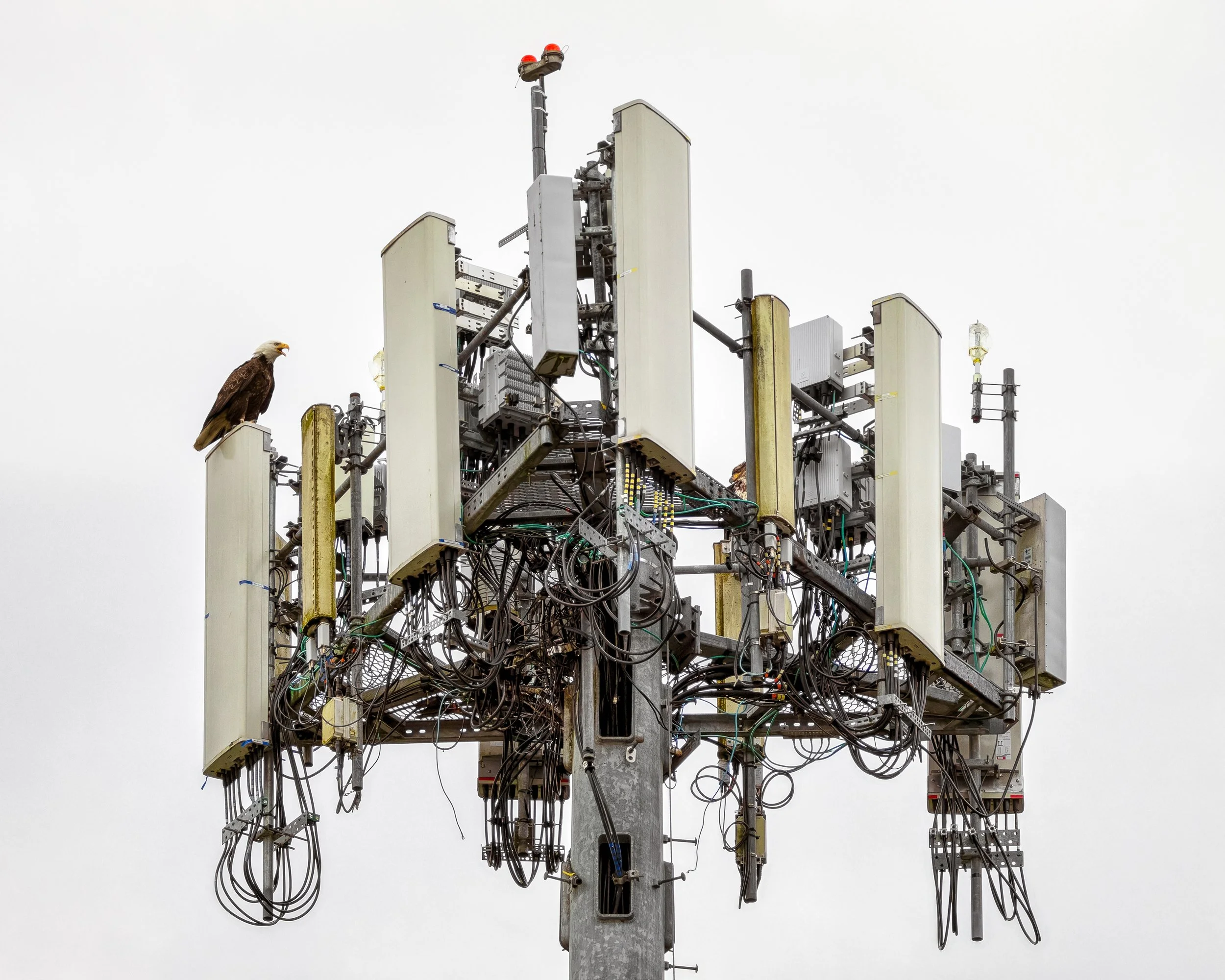 "Bird Call" - Inge Vautrin, Digital, 18" x 22", $550