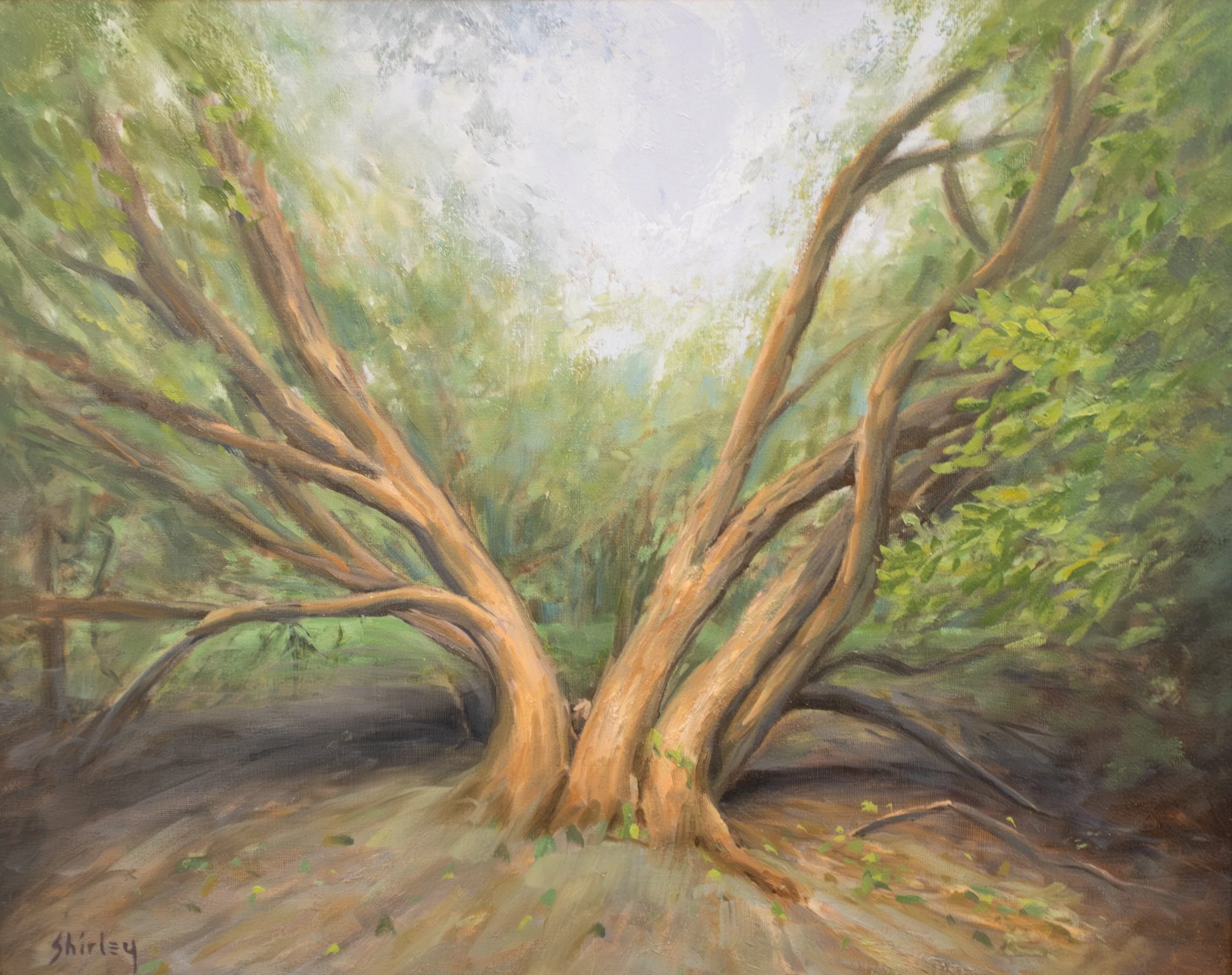 Sutton Park Tree - Stephen Shirley