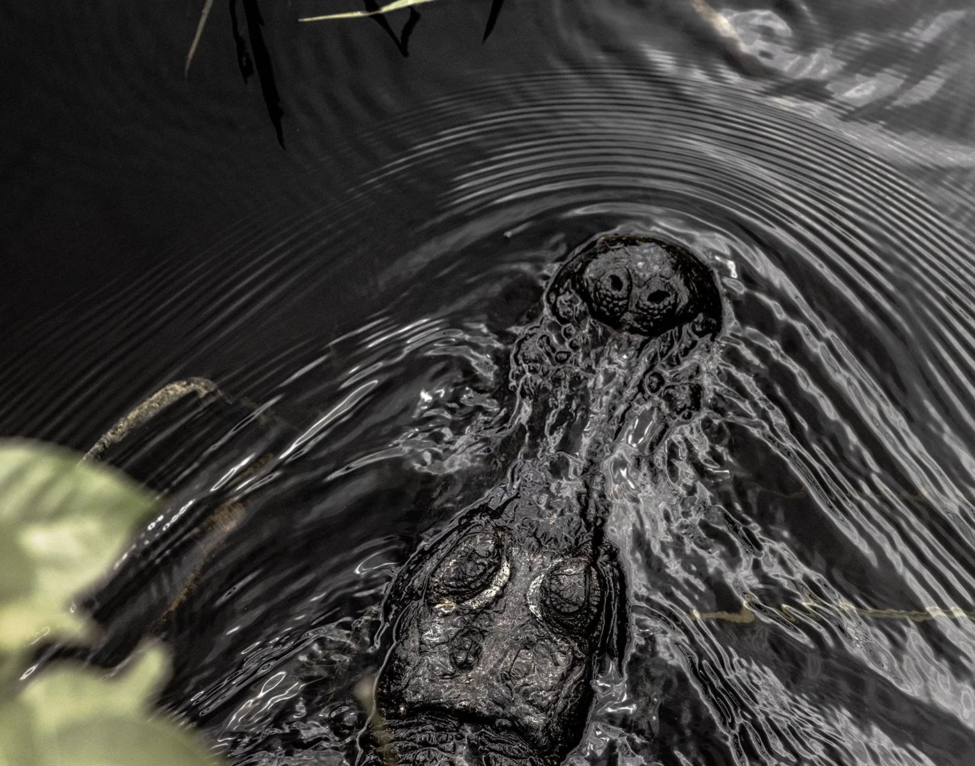 "Risky Ripples" - Carol Shanahan, Digital, 14" x 11", $120