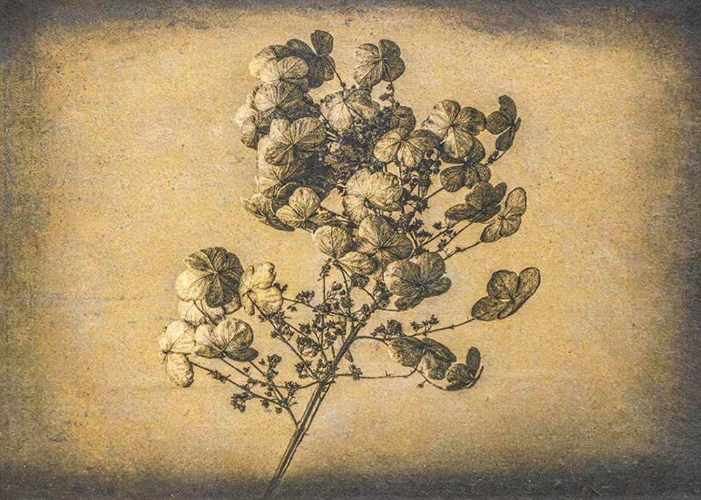 "Wintering 2" - Leslie Hoyt, Mixed media photographic print: Japanese kozo paper, Archival ink, 23kt gold leaf, Cold wax, 12" x 10", $400