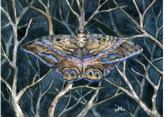Harbinger - Amber Andersen, $650